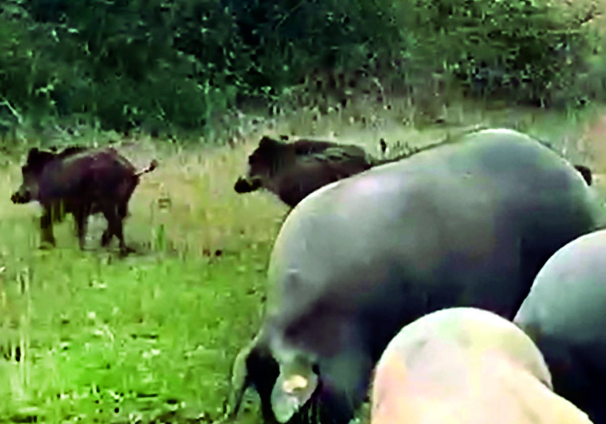 Jabalíes entre los cerdos, en una finca de la dehesa de Salamanca.