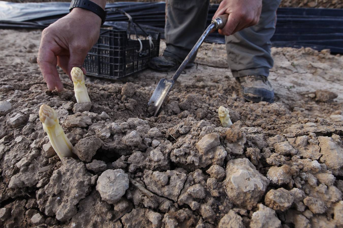 Recogida de espárragos en un finca de la carretera de Mendavia