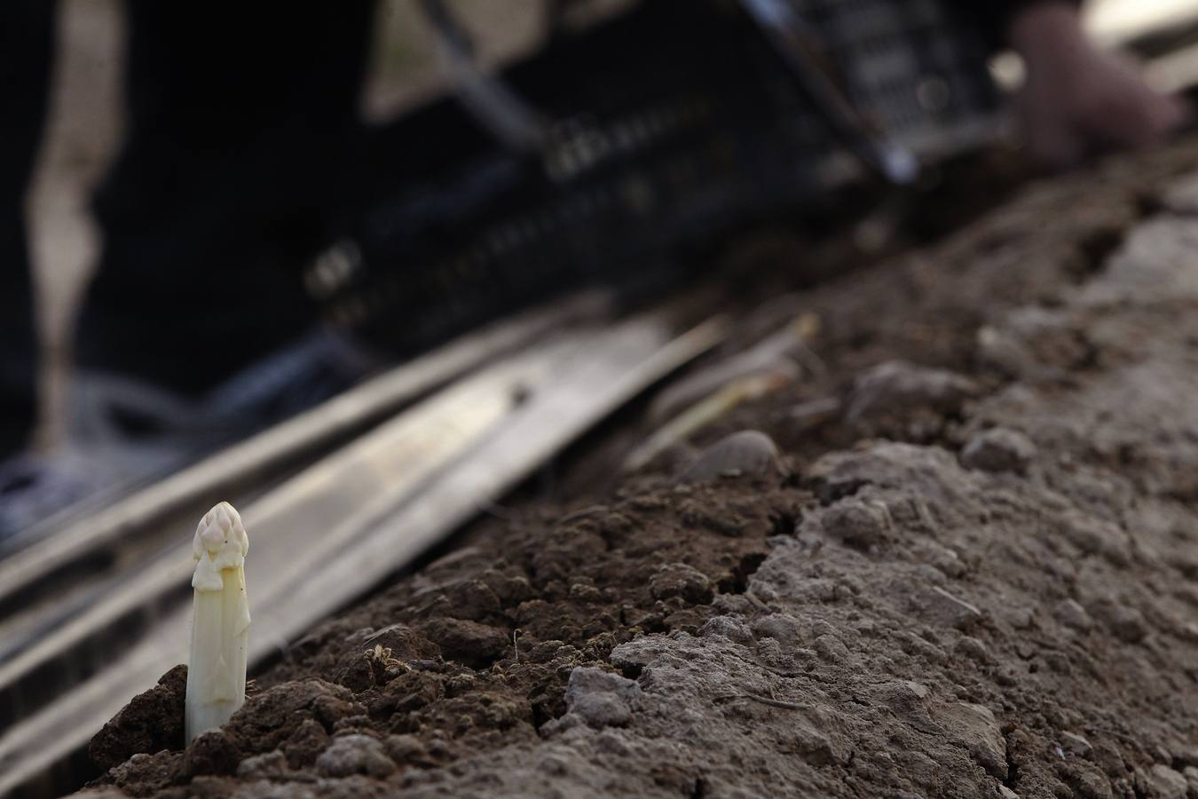 Recogida de espárragos en un finca de la carretera de Mendavia