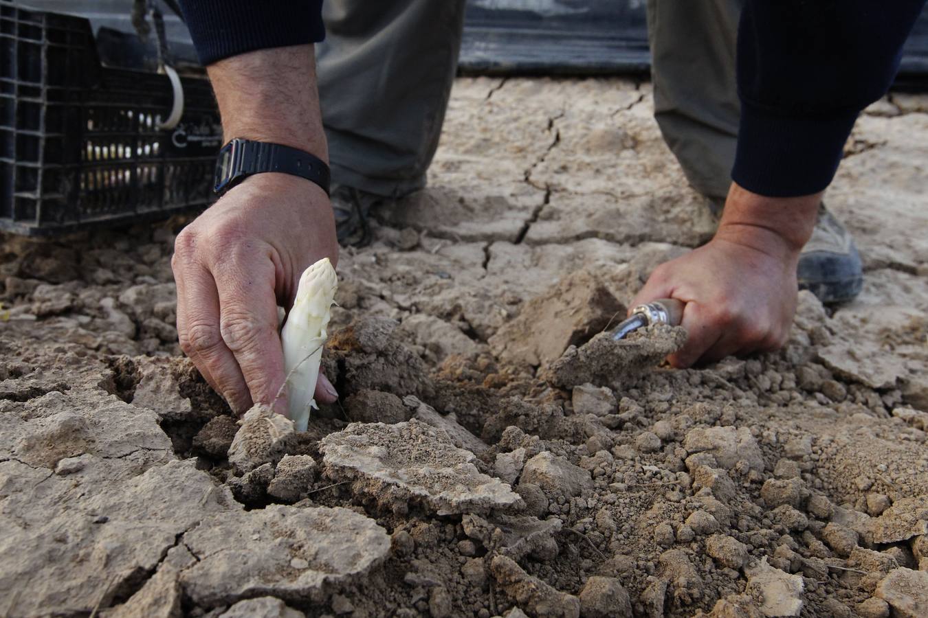 Recogida de espárragos en un finca de la carretera de Mendavia