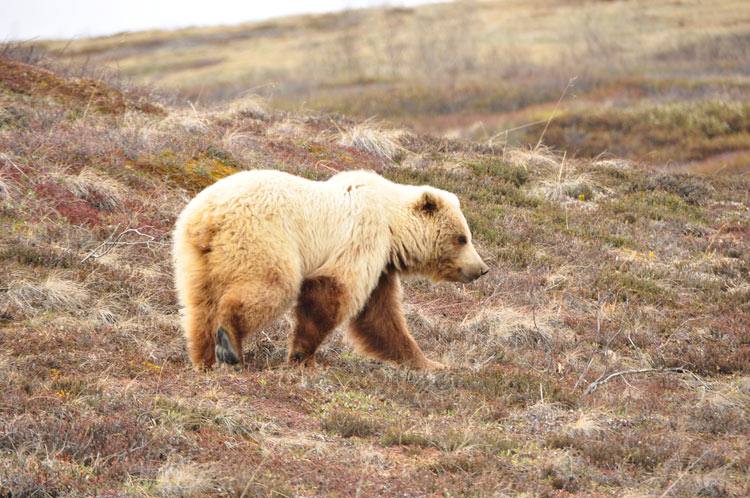 Una pareja dedica dos años a recorrer América, desde Alaska hasta Ushuaia (II)