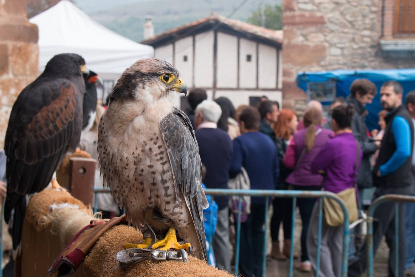 Feria Agroalimentaria y de Ganado en Ojacastro