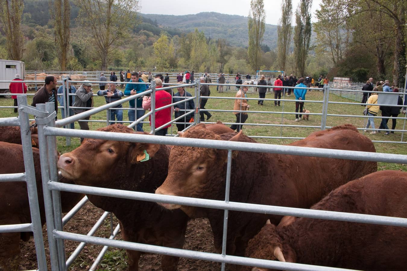 Feria Agroalimentaria y de Ganado en Ojacastro