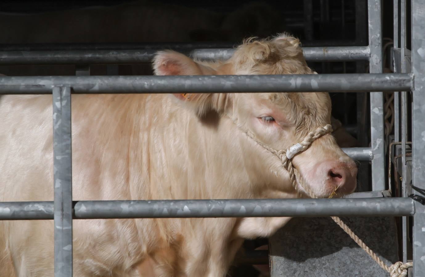 Feria de ganado en Villoslada