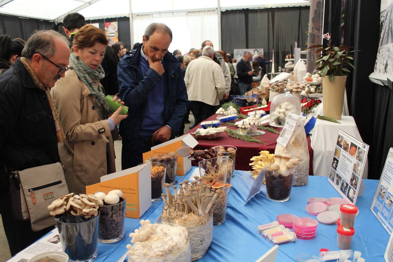 Domingo de las Jornadas de la Seta y el Champiñón en Autol