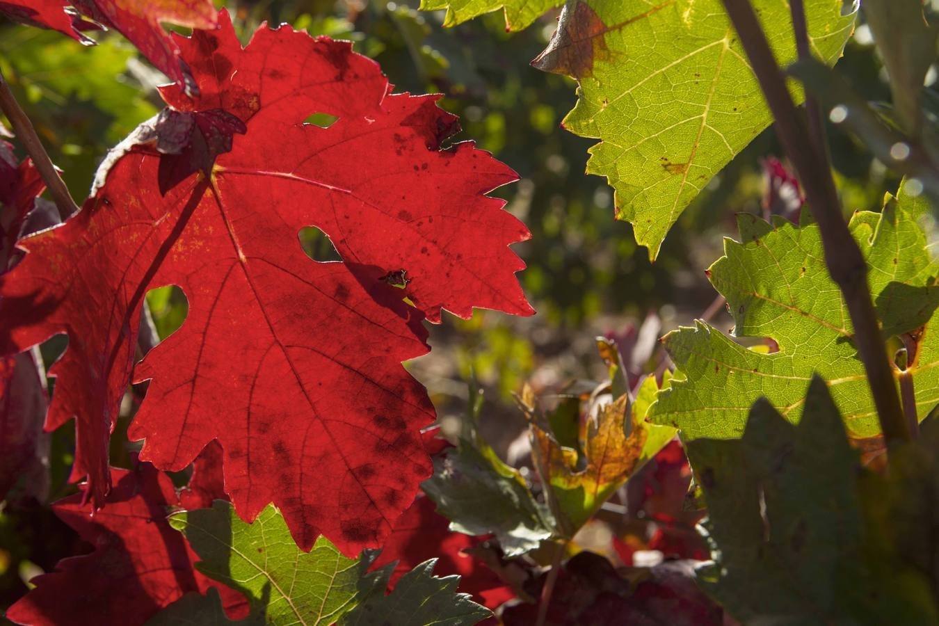 El mágico otoño riojano