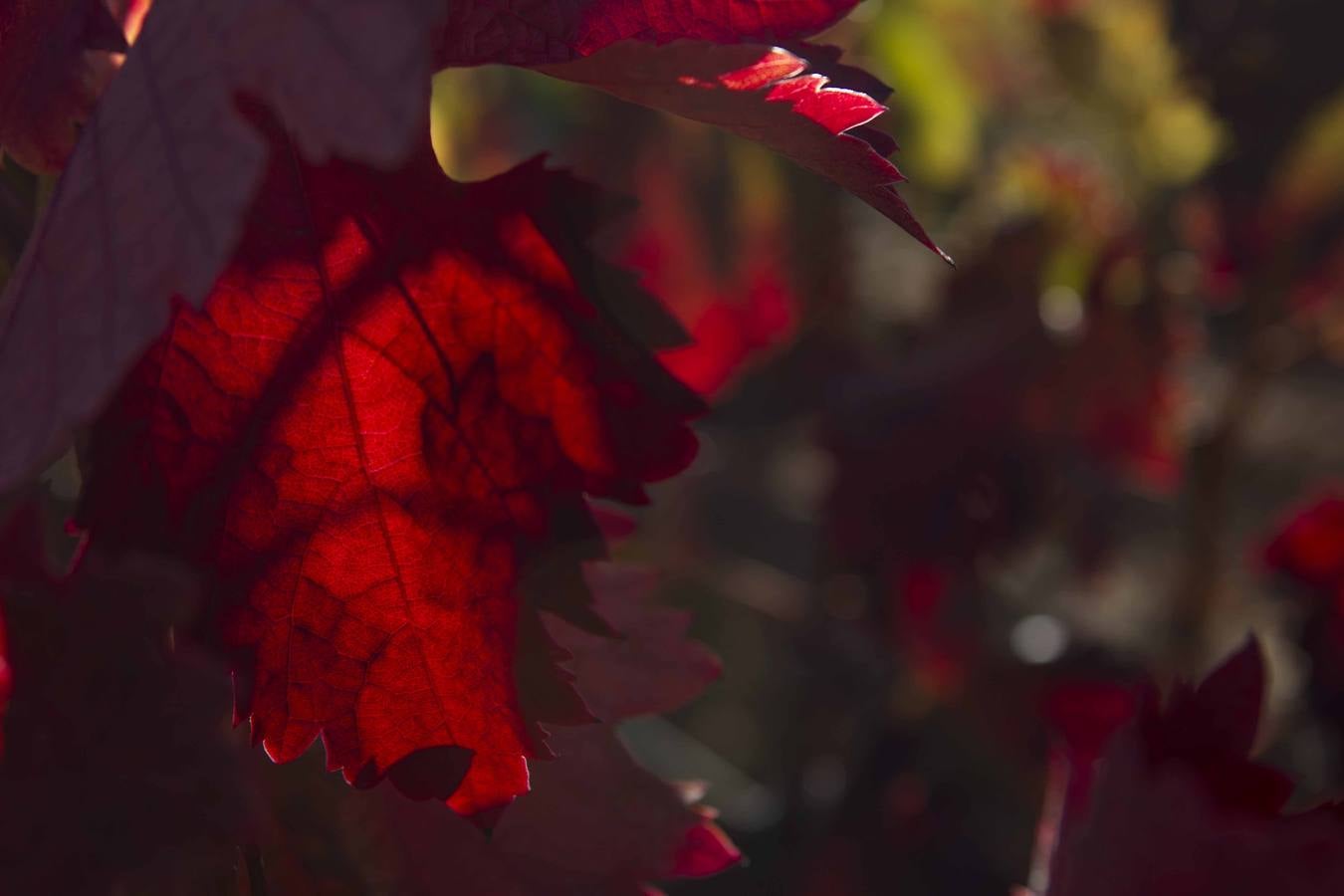 El mágico otoño riojano