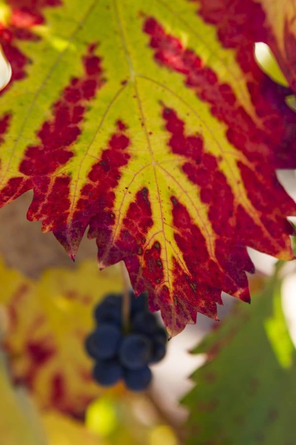 El mágico otoño riojano