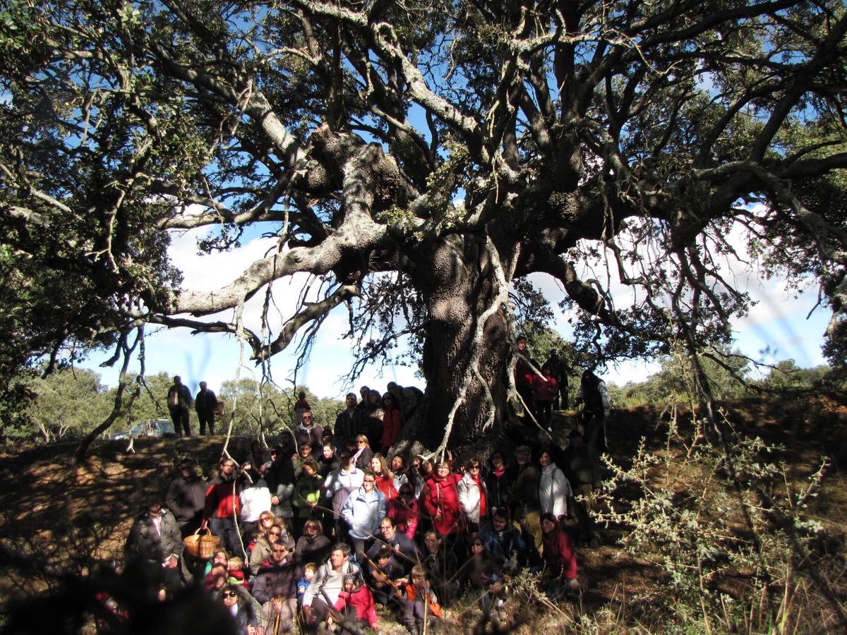 XXI Jornadas micológicas de Villarroya (I)