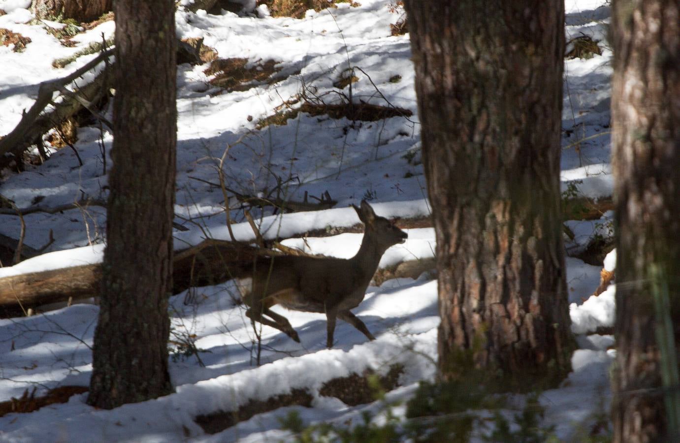 Postales de invierno