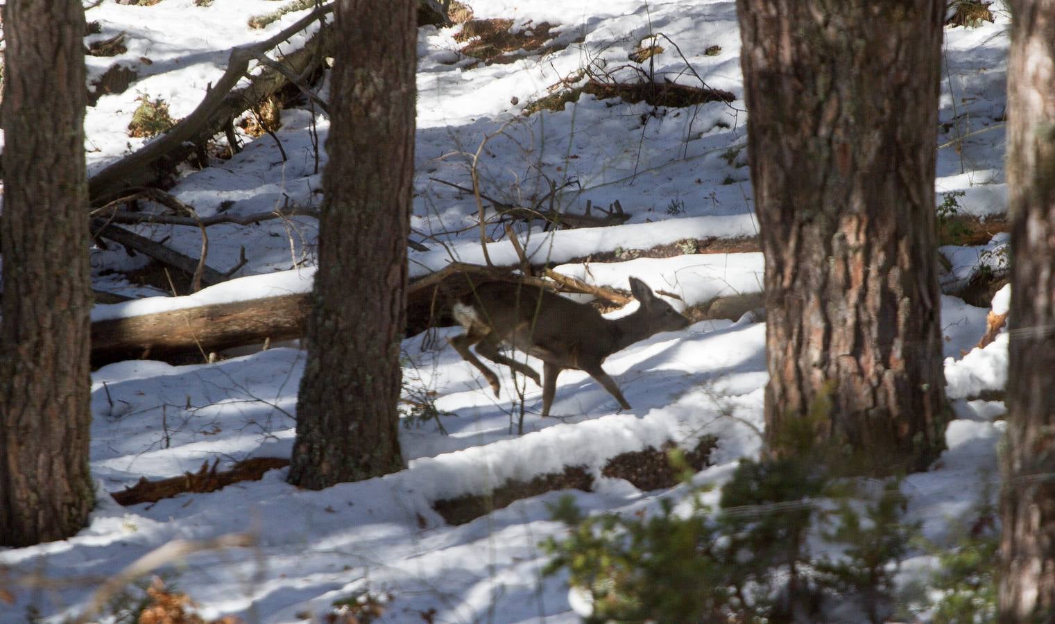Postales de invierno