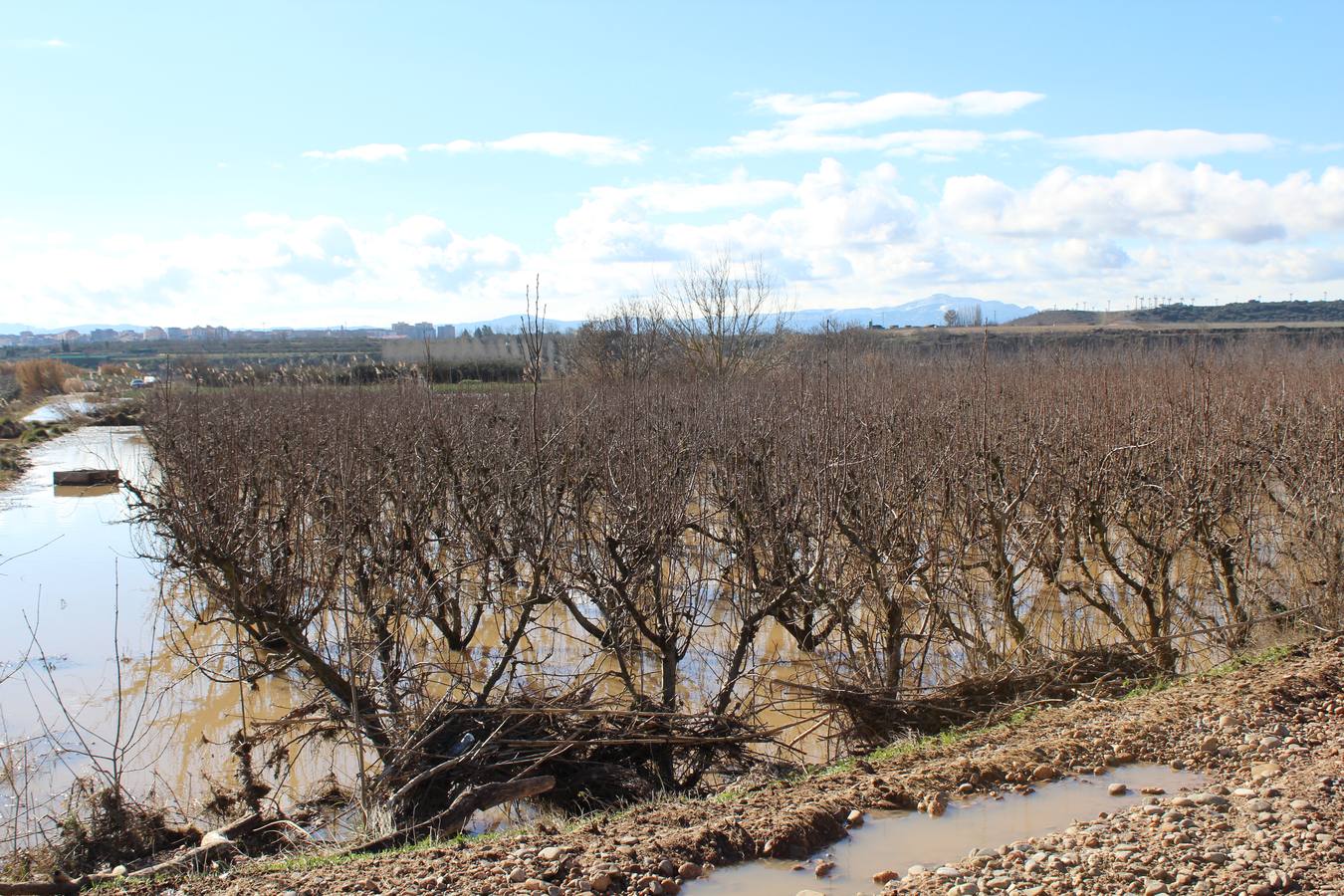 Los campos de Calahorra, anegados tras la riada