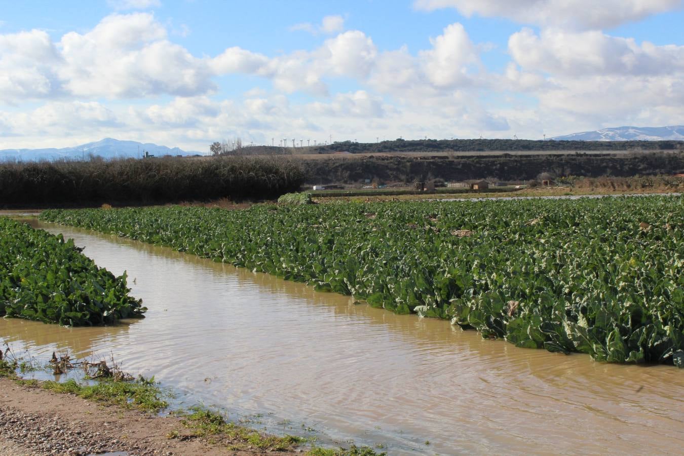 Los campos de Calahorra, anegados tras la riada