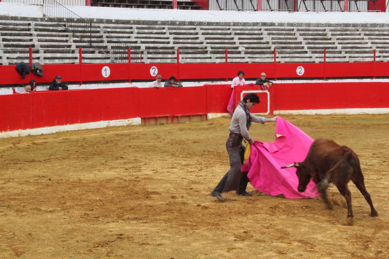 Tentadero de vacas en Alfaro