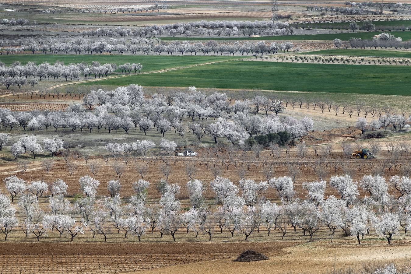 Los árboles tienen ganas de dar carpetazo al invierno