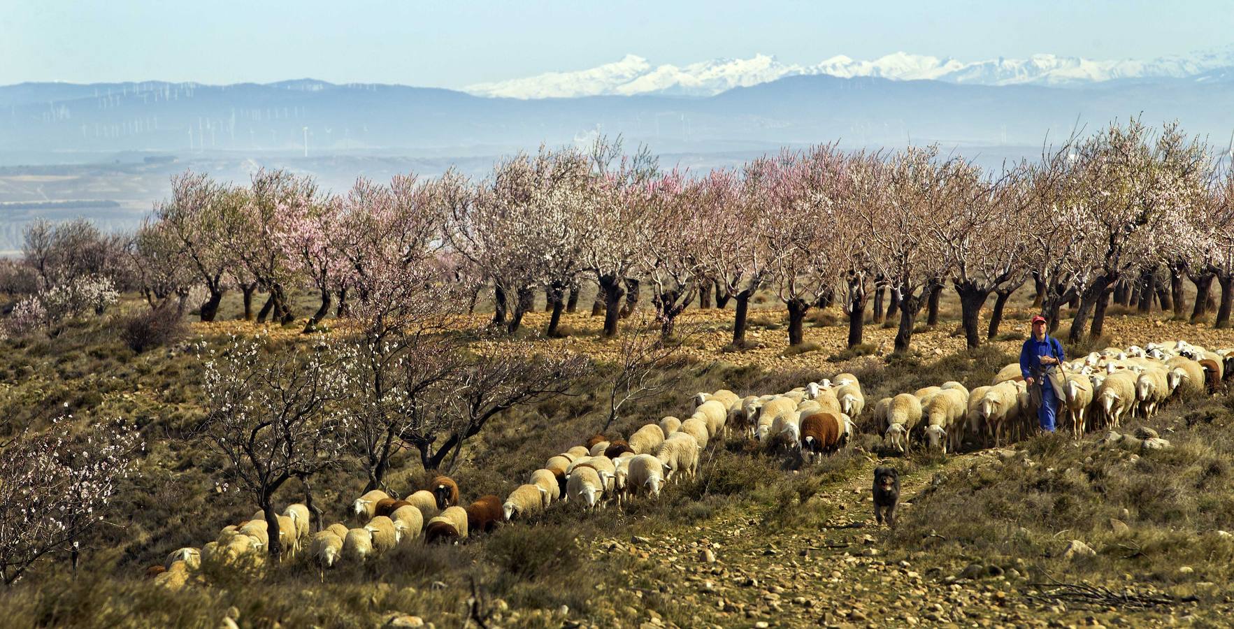 Los árboles tienen ganas de dar carpetazo al invierno