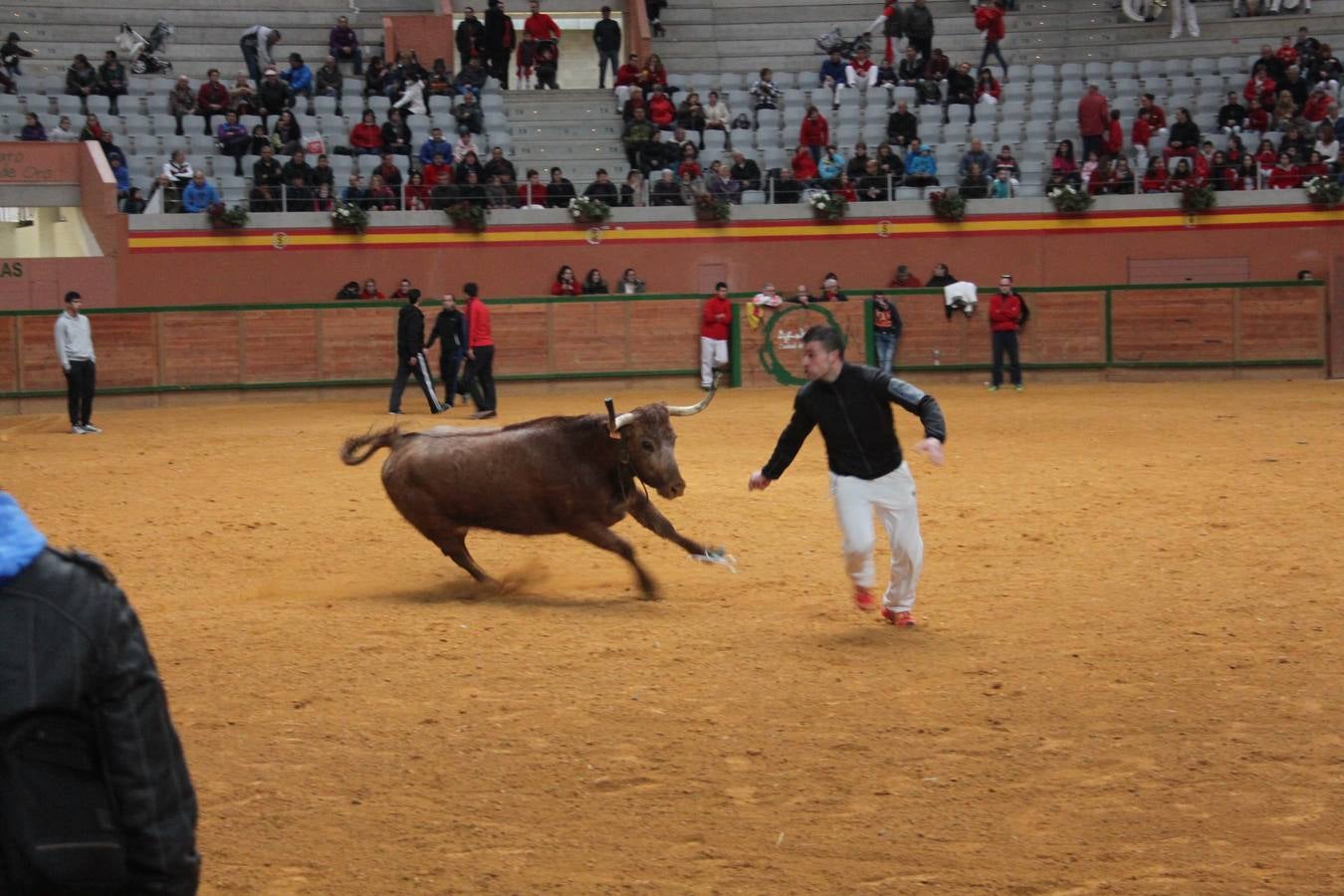 Novillada y vaquillas en Arnedo