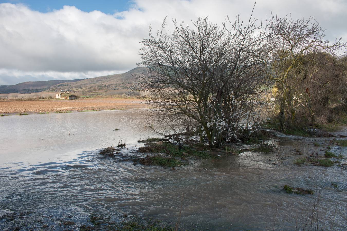 El Oja anega fincas y carreteras en Ojacastro y Santo Domingo