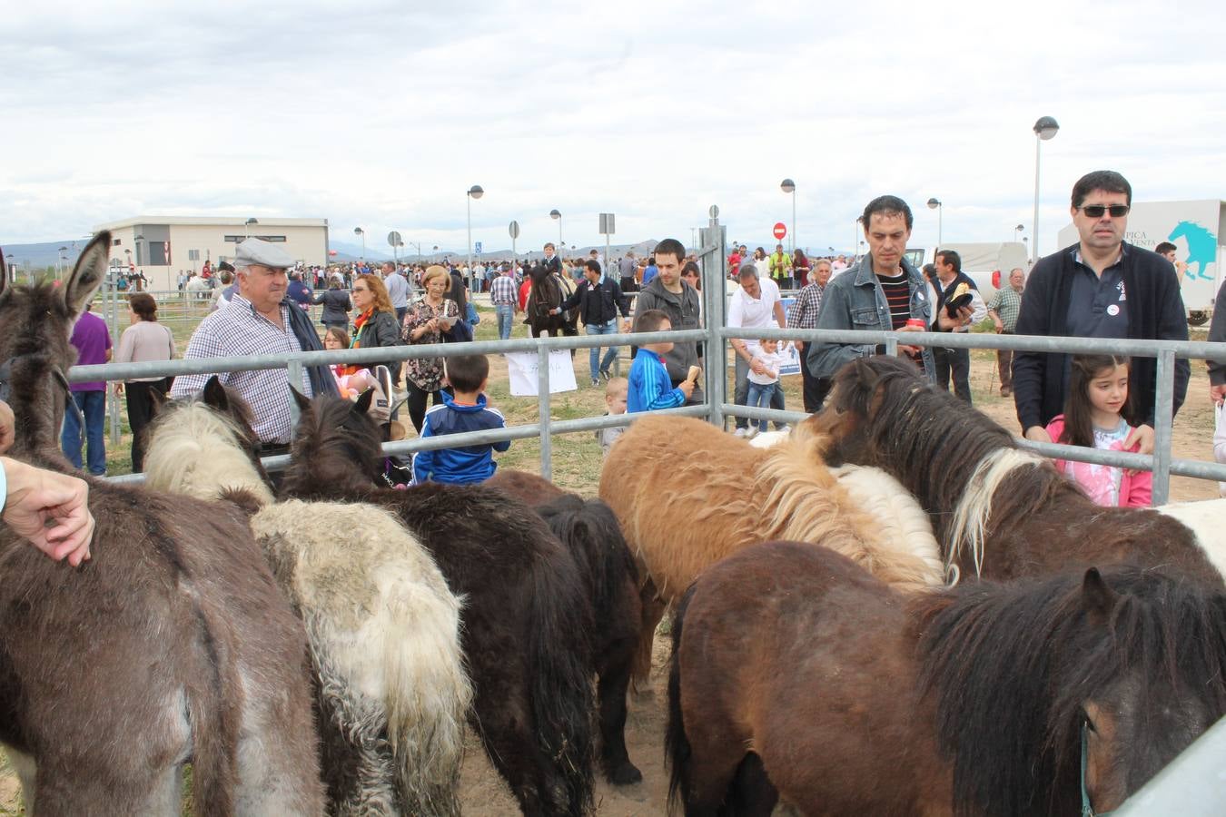 Feria del ganado en Rincón de Soto (I)