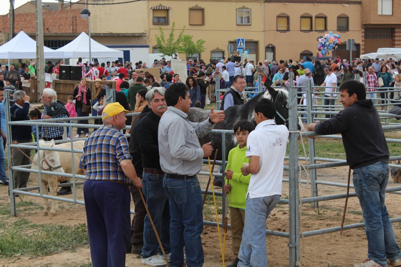 Feria del ganado de Rincón de Soto (II)