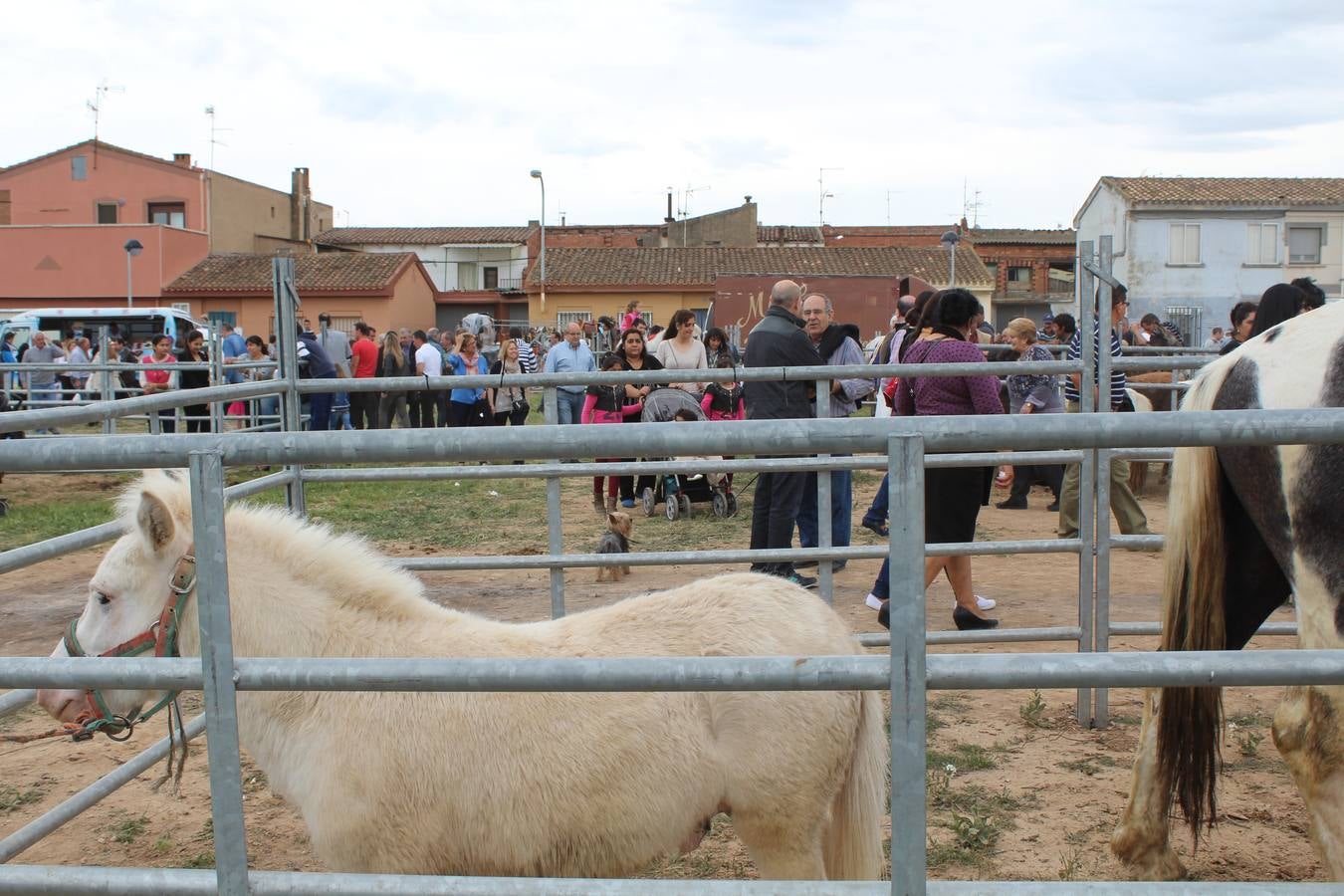 Feria del ganado de Rincón de Soto (II)