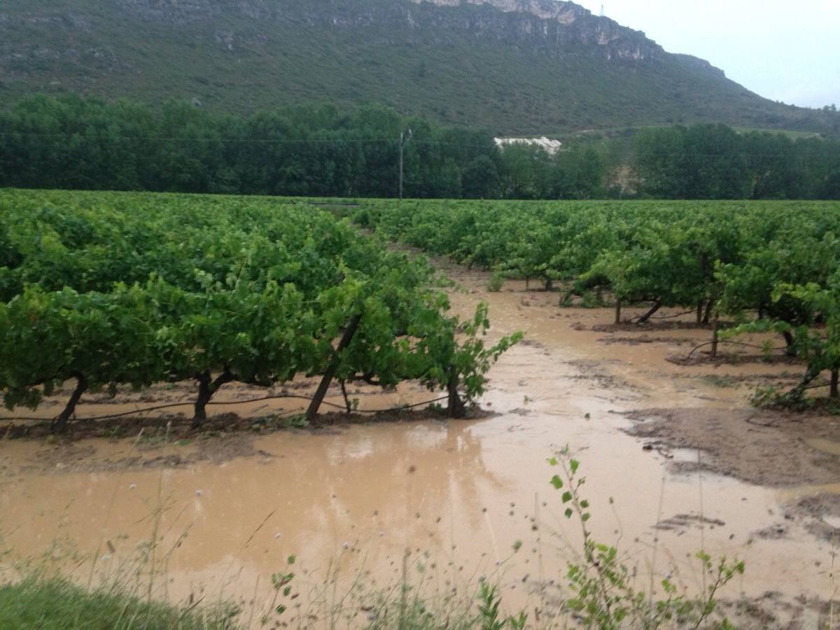 Daños en el viñedo en Villalba