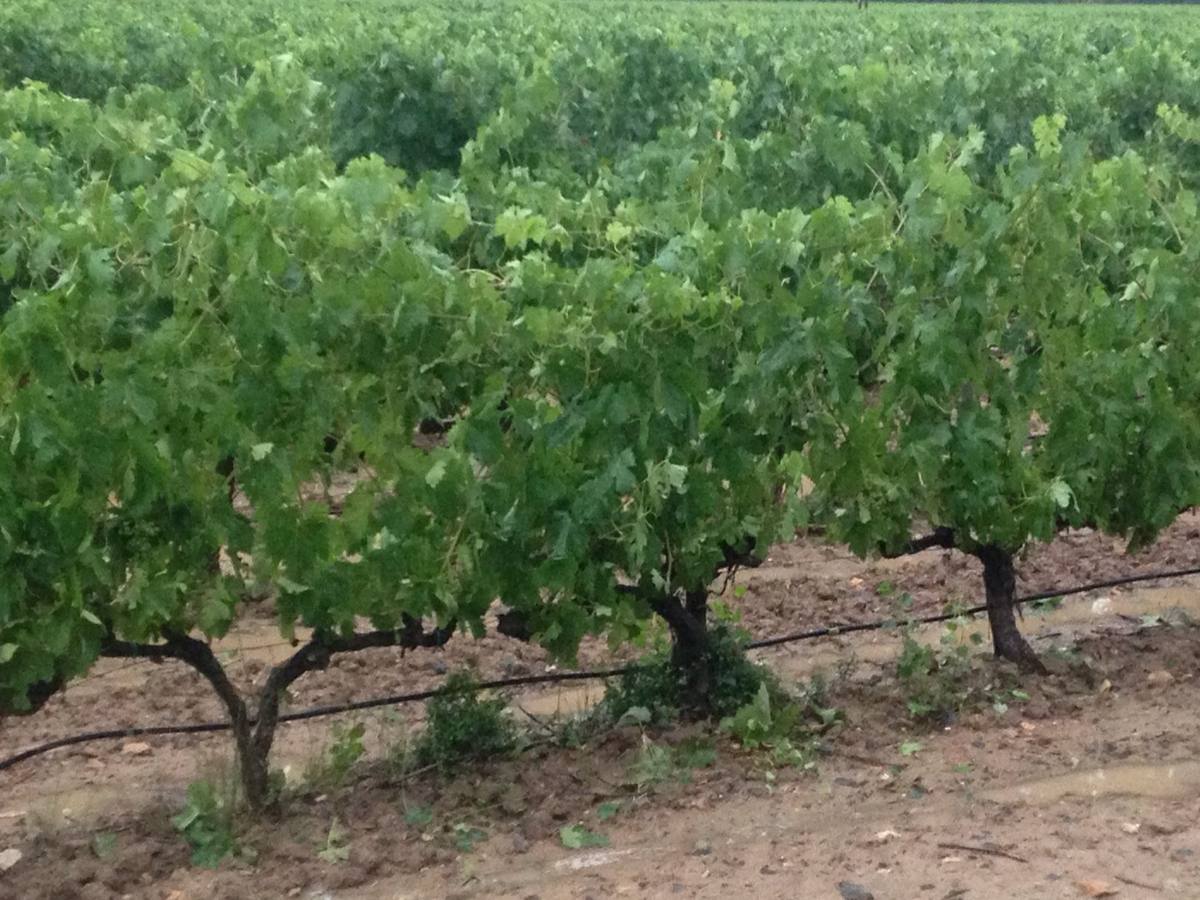 Daños en el viñedo en Villalba