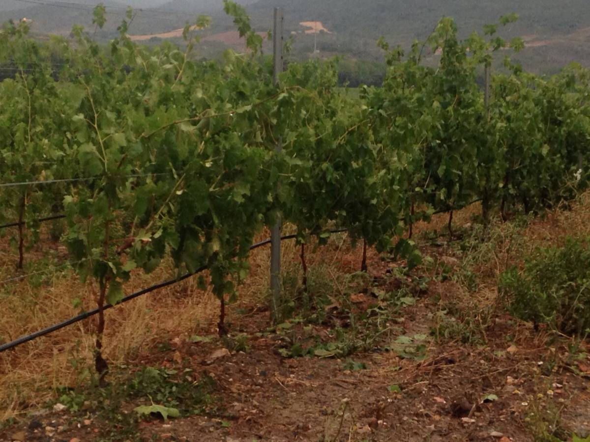 Daños en el viñedo en Villalba