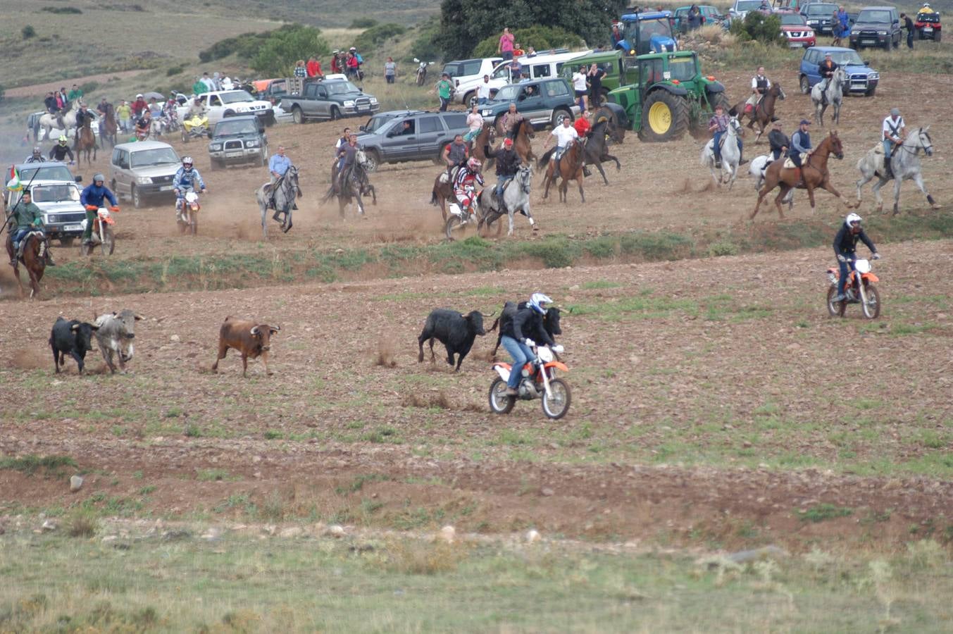 Entrada de vacas en Valverde