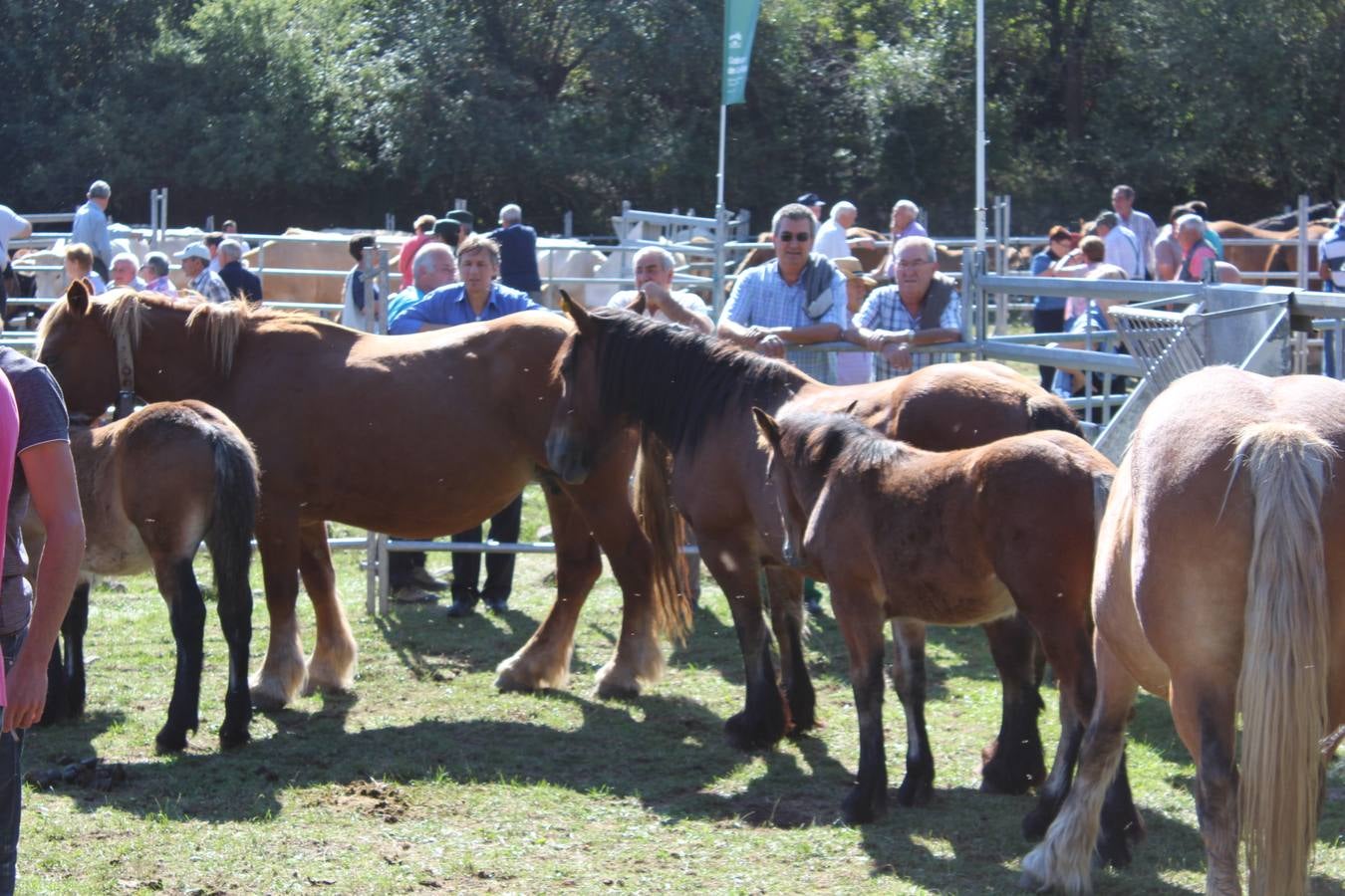 Villoslada de Cameros celebra su tradicional Feria de Ganado