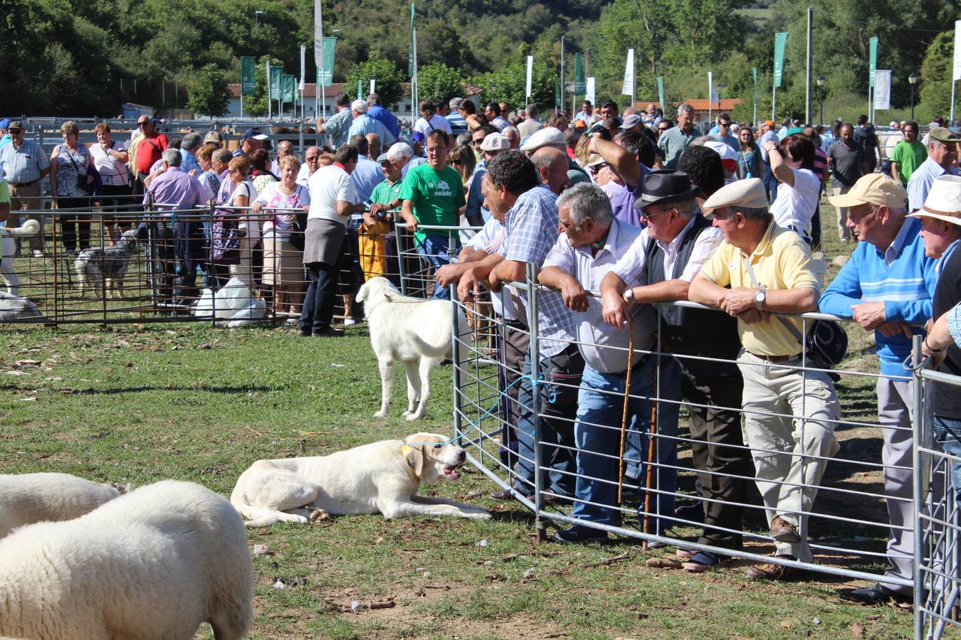 Villoslada de Cameros celebra su tradicional Feria de Ganado