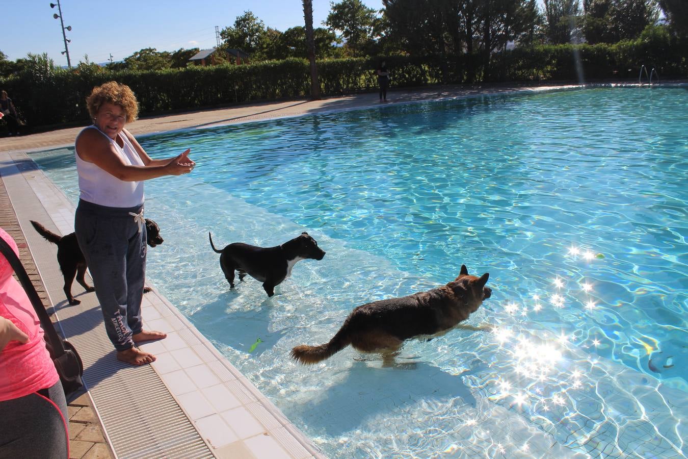 Baño canino en Calahorra