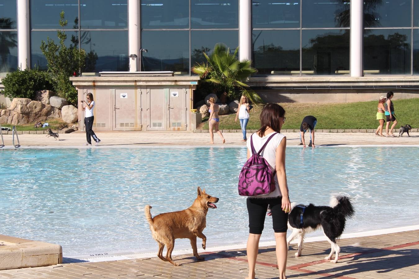 Baño canino en Calahorra