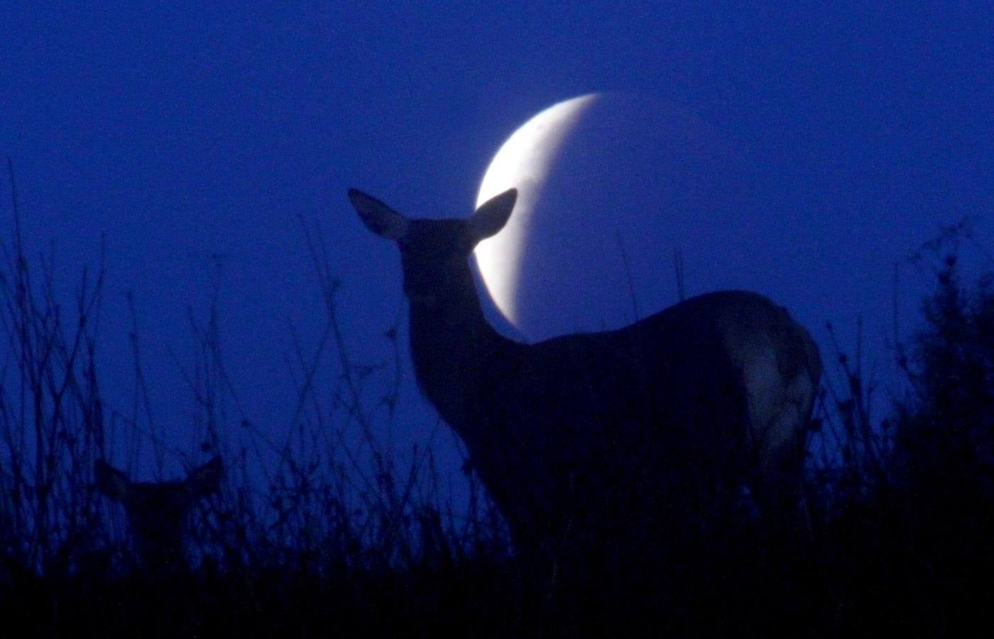 El eclipse y la superluna. El fenómeno hizo que de la luna un catorce por ciento más grande en apariencia y un treinta por ciento más brillante.