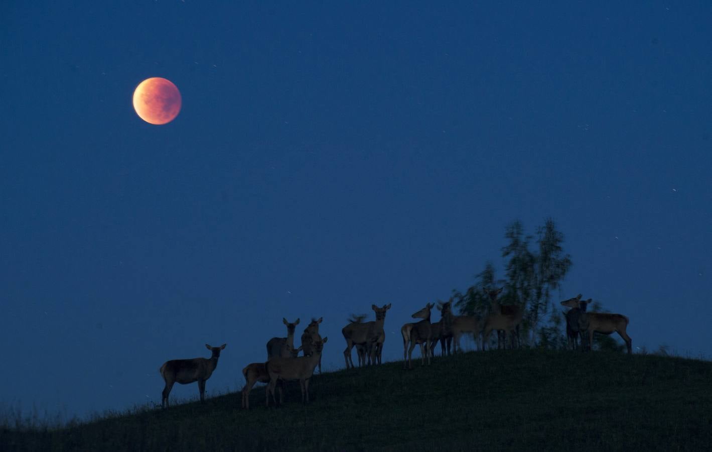 El eclipse y la superluna. El fenómeno hizo que de la luna un catorce por ciento más grande en apariencia y un treinta por ciento más brillante.