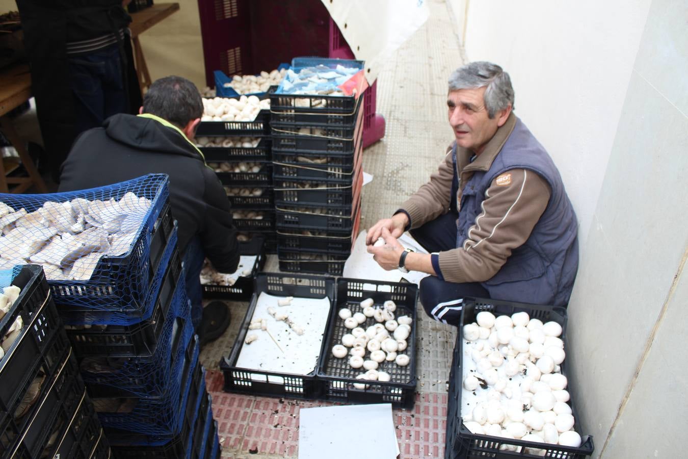 Setas y champiñones en Autol