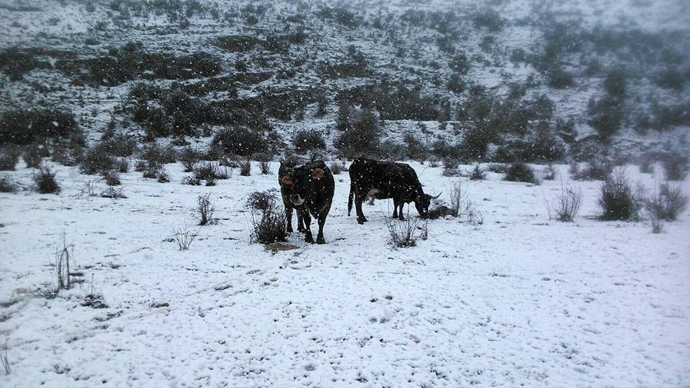 Jalón de Cameros se queda blanco