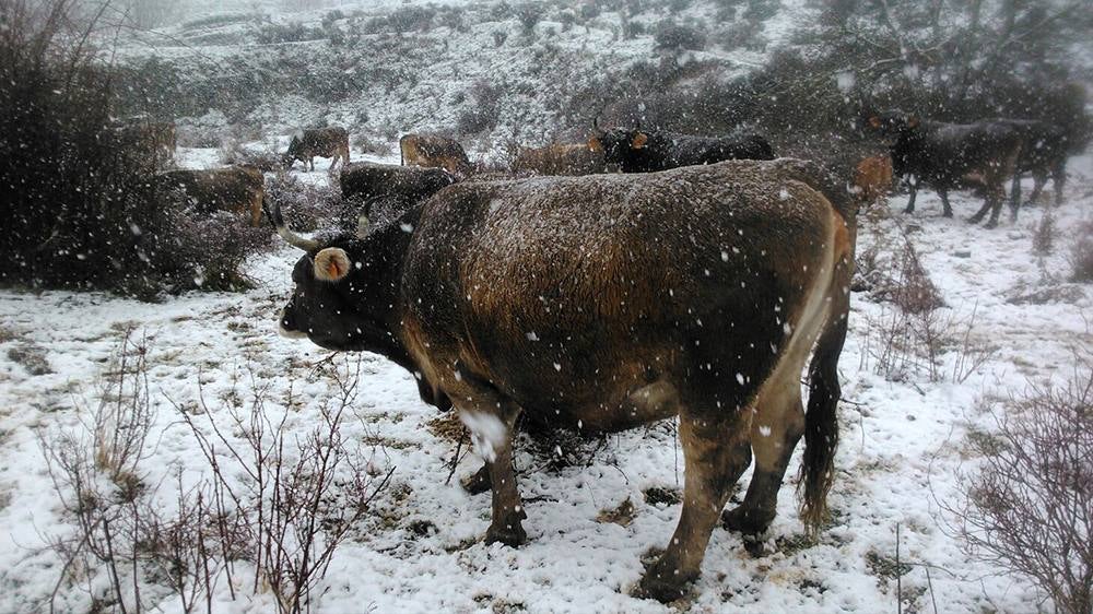 Jalón de Cameros se queda blanco