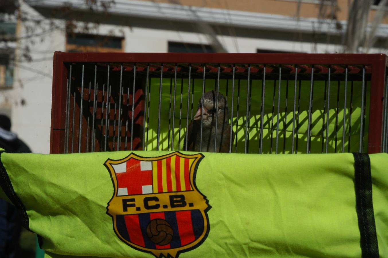 Concurso de canto de aves en Cervera