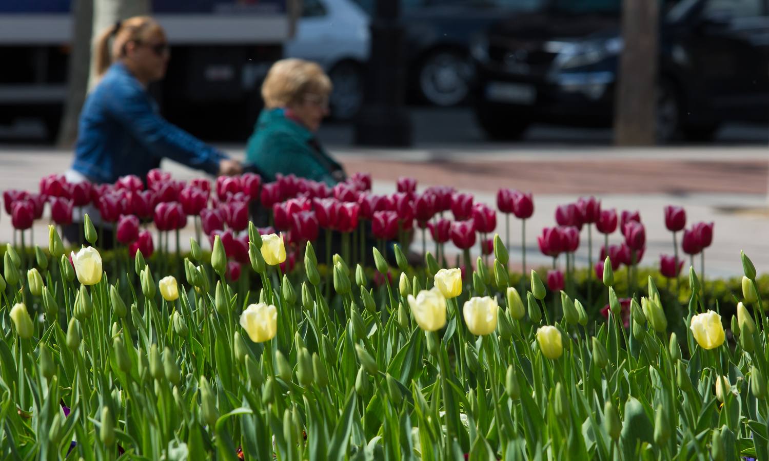 Tulipanes logroñeses