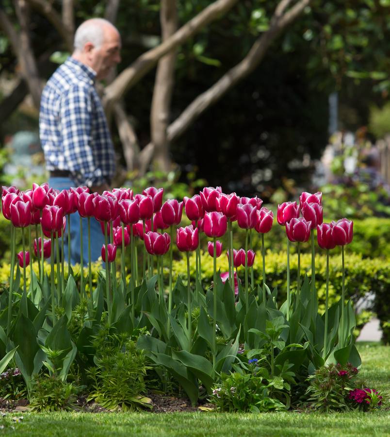 Tulipanes logroñeses