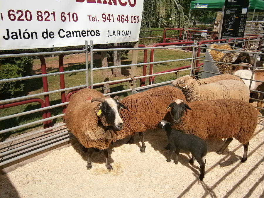 Feria del ganado en Soto en Cameros