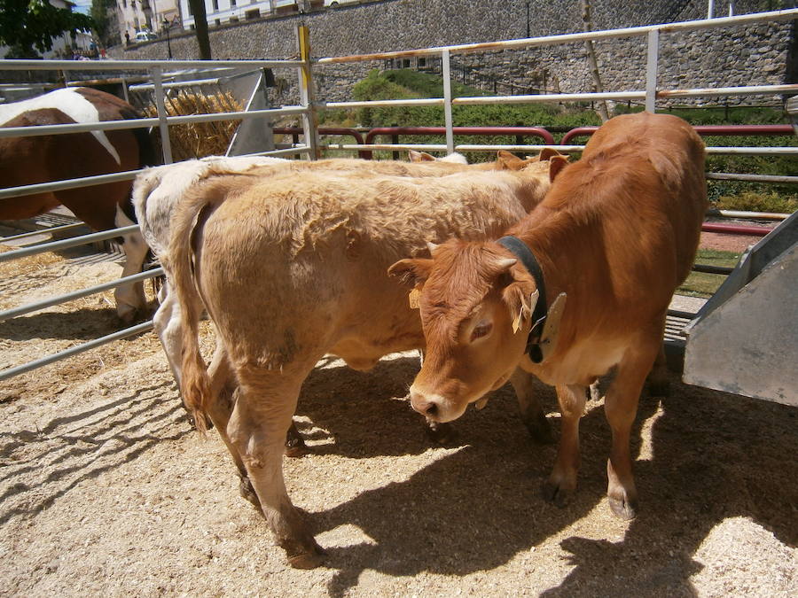 Feria del ganado en Soto en Cameros