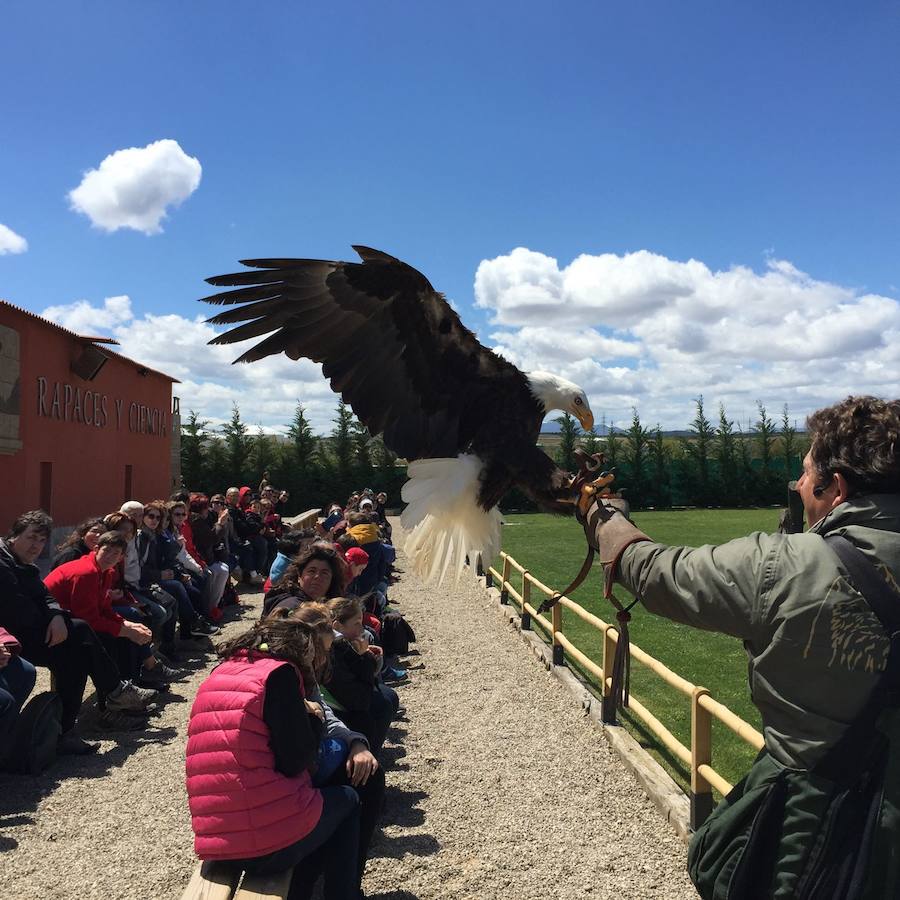 Un Día de La Rioja entre rapaces