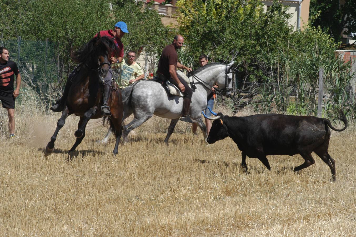 Las vacas toman Valverde (I)