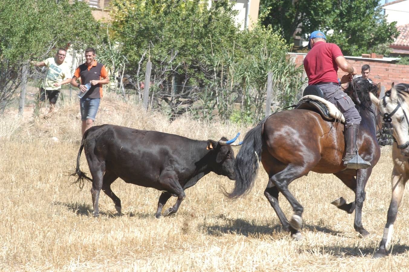 Las vacas toman Valverde (I)