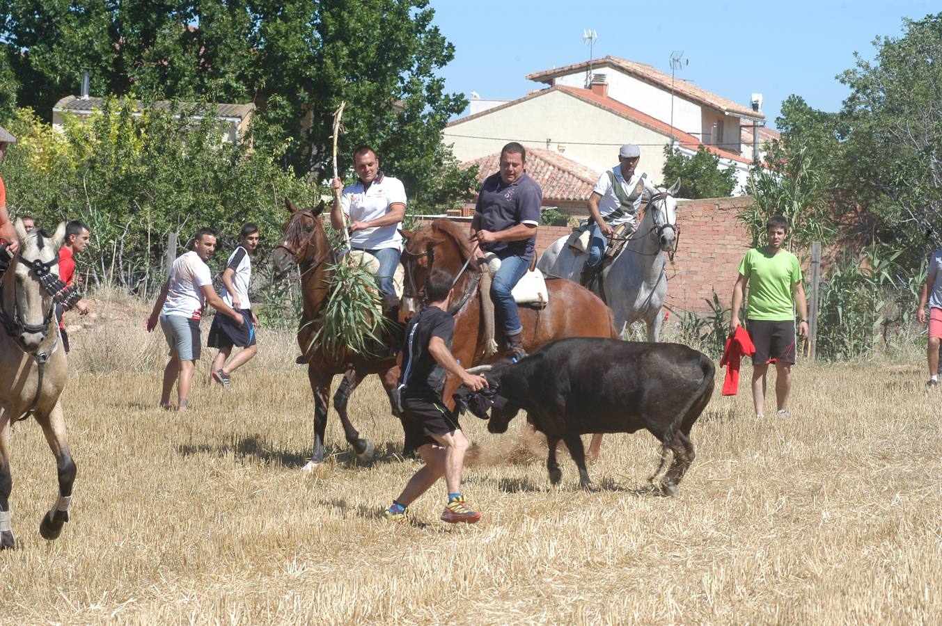 Las vacas toman Valverde (I)