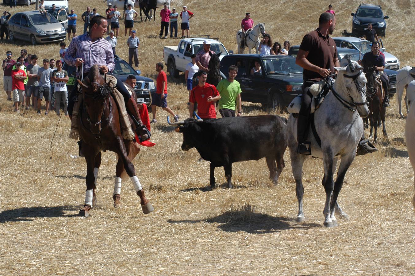 Las vacas toman Valverde (I)