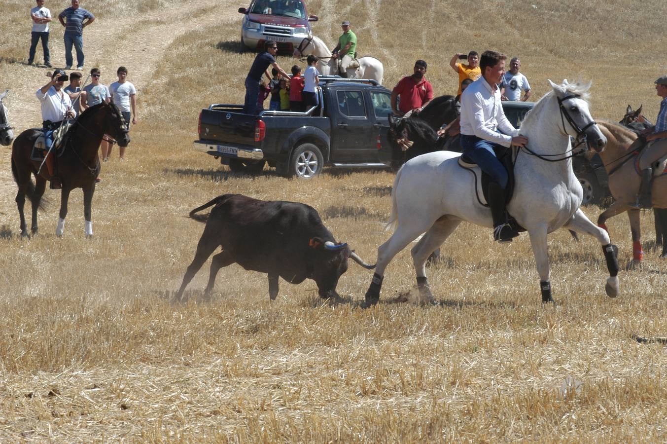 Las vacas toman Valverde (I)