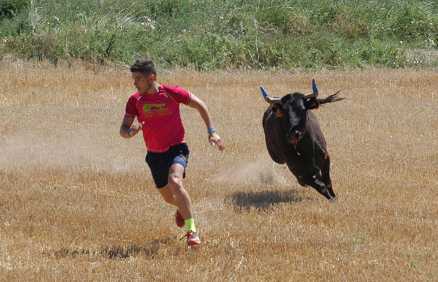 Las vacas toman Valverde (I)